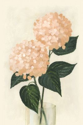 Coral hydrangeas in a vase