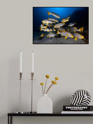 Underwater photography-Indian ocean sweetlips