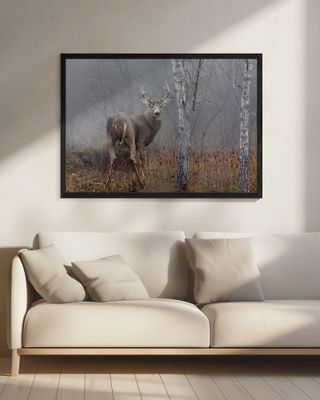 White-tailed buck - In the autumn fog