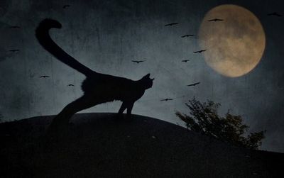 the curious tail of the cat filemon...