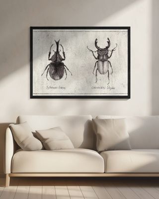 Xylotrupes Gideon Odontolabis Elegans