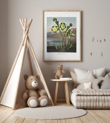 Pitcher Plant from The Temple of Flora (1807)