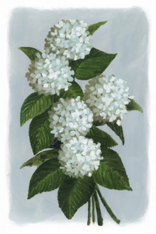 Bluma hydrangea bouquet