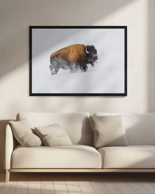 Bison in the Snow