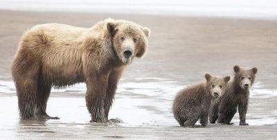 Momma Bear and Cubs