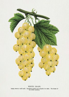 White Grape Lithograph