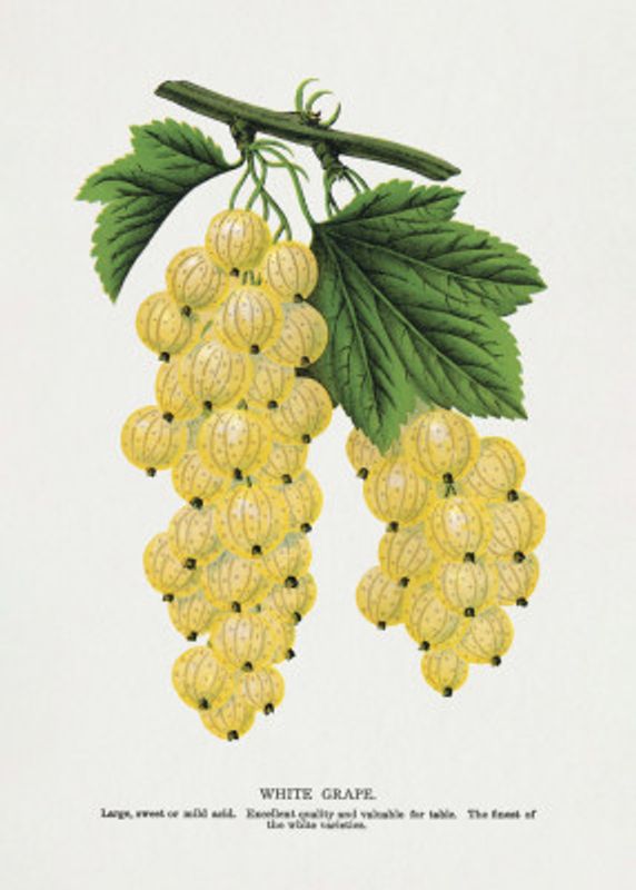 White Grape Lithograph
