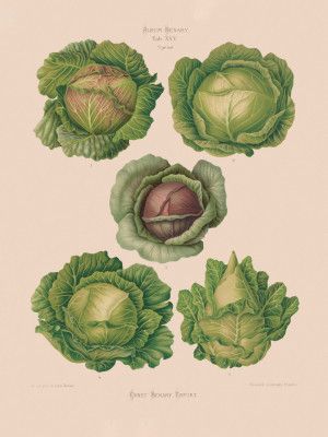 Cabbages From Album Benary (1876 1886) By Ernst Benary Copy