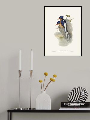 White Tailed Tanysiptera