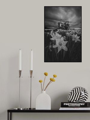 Tractor in Daffodils