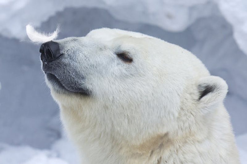 Polar bear portrait