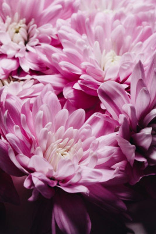 pink Chrysanthemum Blossom
