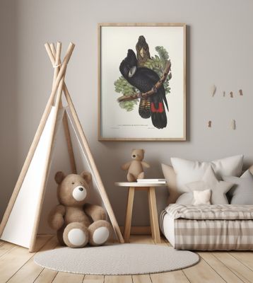 Great Billed Black Cockatoo