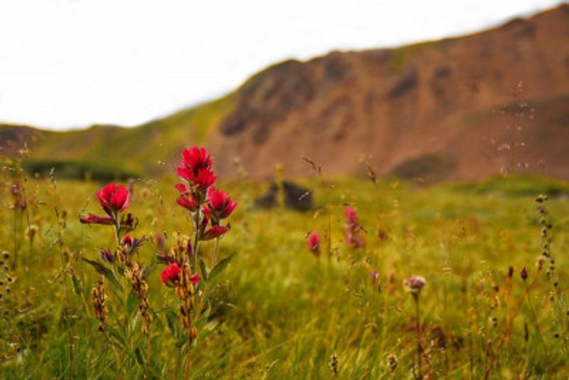 Silver Plume Paintbrush II