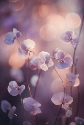 Ethereal Blossoms