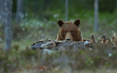Beware - Brown Bear
