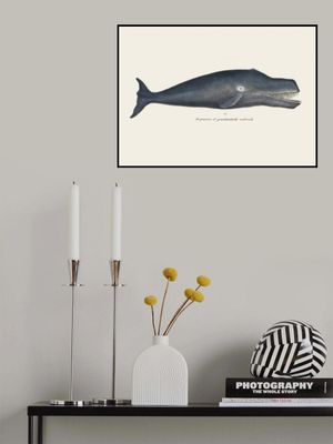Whale I Antique Handcolored Sealife Lithograph 1824