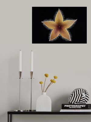 Stapelia grandiflora