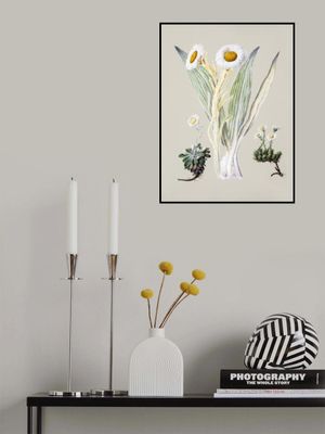 White Mountain Musk Drawn By Sarah Featon (1848–1927)