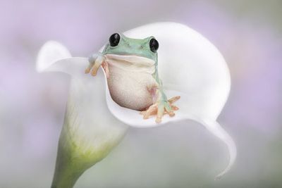 White's Tree Frog on a White Lily