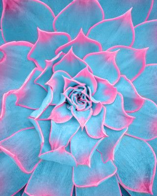 Blue and Pink Succulent