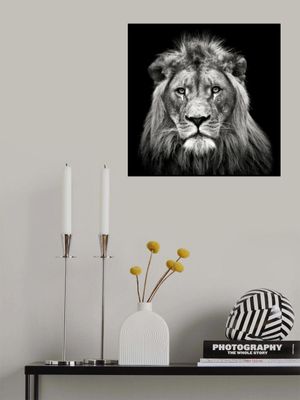 Young Male Lion