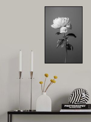 Peony BW