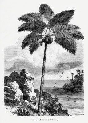 Vintage Palm Tree Drawing I