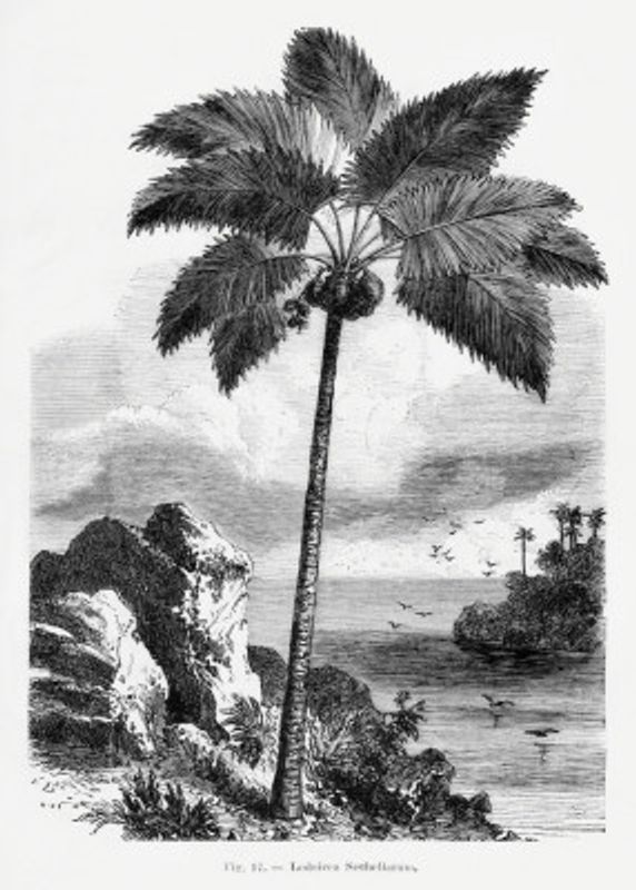 Vintage Palm Tree Drawing I