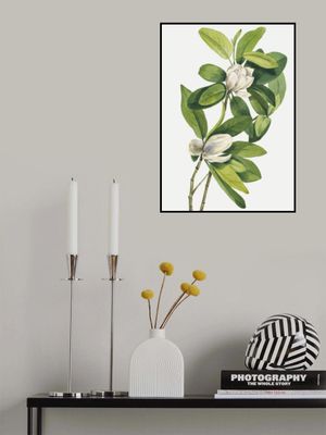 Swamp Magnolia (1918)