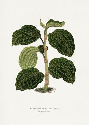 Green Anoechtochilus Setaceus Leaf Illustration