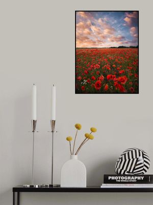 Poppy field in Sweden