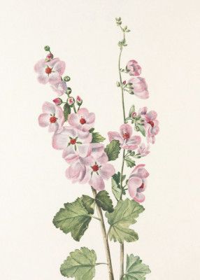 Orange Eye Globemallow From North American Wildflowers (1925) By Mary Vaux Walcott