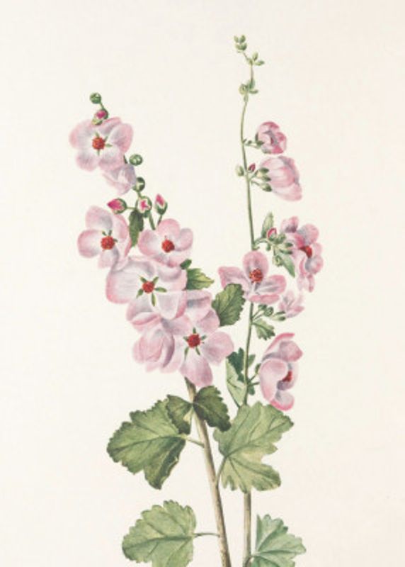 Orange Eye Globemallow From North American Wildflowers (1925) By Mary Vaux Walcott