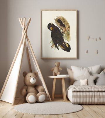 Yellow Eared Black Cockatoo