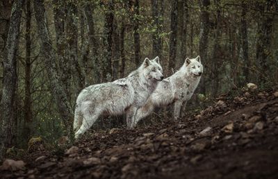 Meeting with white Wolves