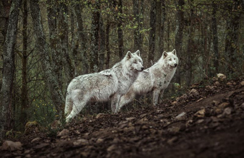 Meeting with white Wolves