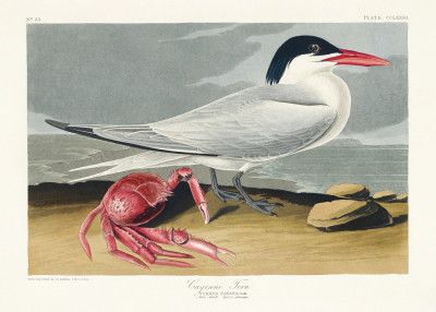 Cayenne Tern From Birds of America (1827)