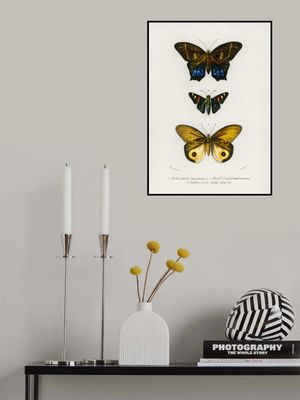 Different Types of Butterflies III