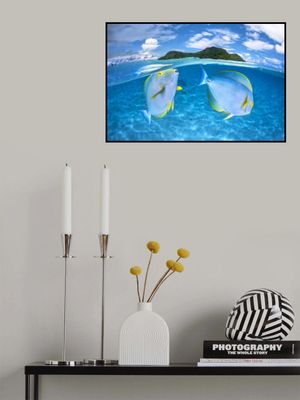 Dussumier's surgeonfish