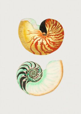 Great Nautilus