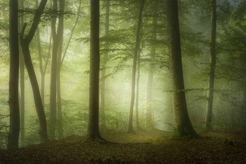 Mysterious Spring Morning