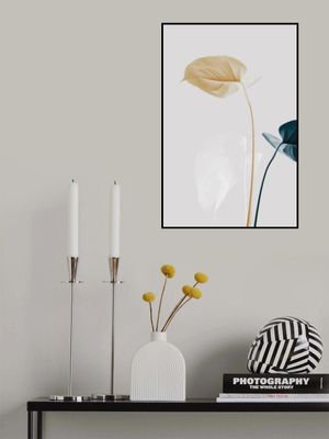 Monstera Creative 20