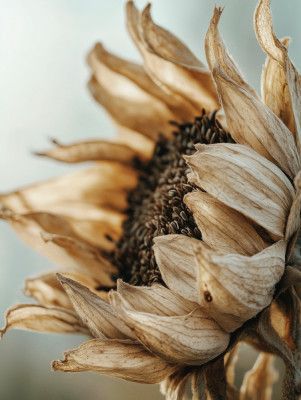 Sunflower's Whisper