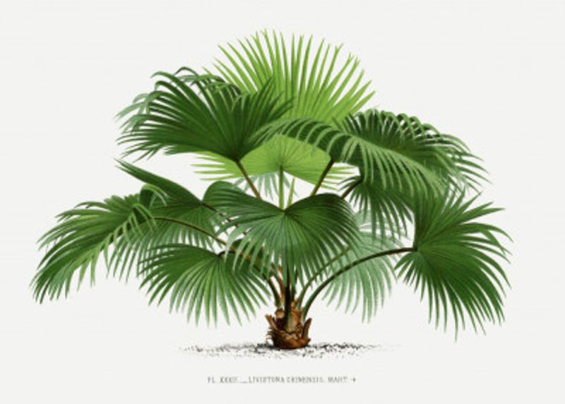 Livistona C