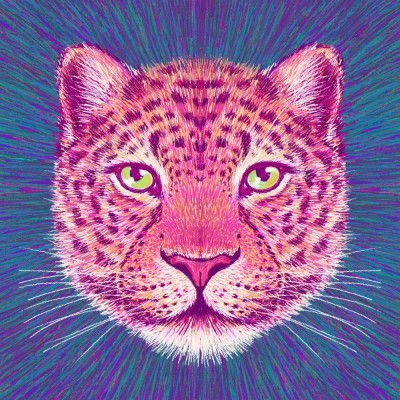 Animal Face   Leopard