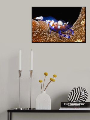 Peacock-tail anemone shrimp