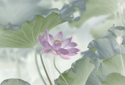 Lotus