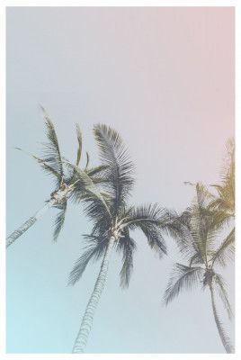 Pastel Palms Bliss