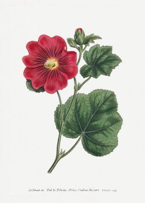 Alcea Rosea 1815   Flower Garden Displayed By Francis Sansom